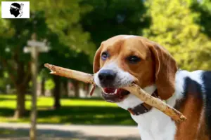 Read more about the article American Foxhound breeders and puppies in Corsica