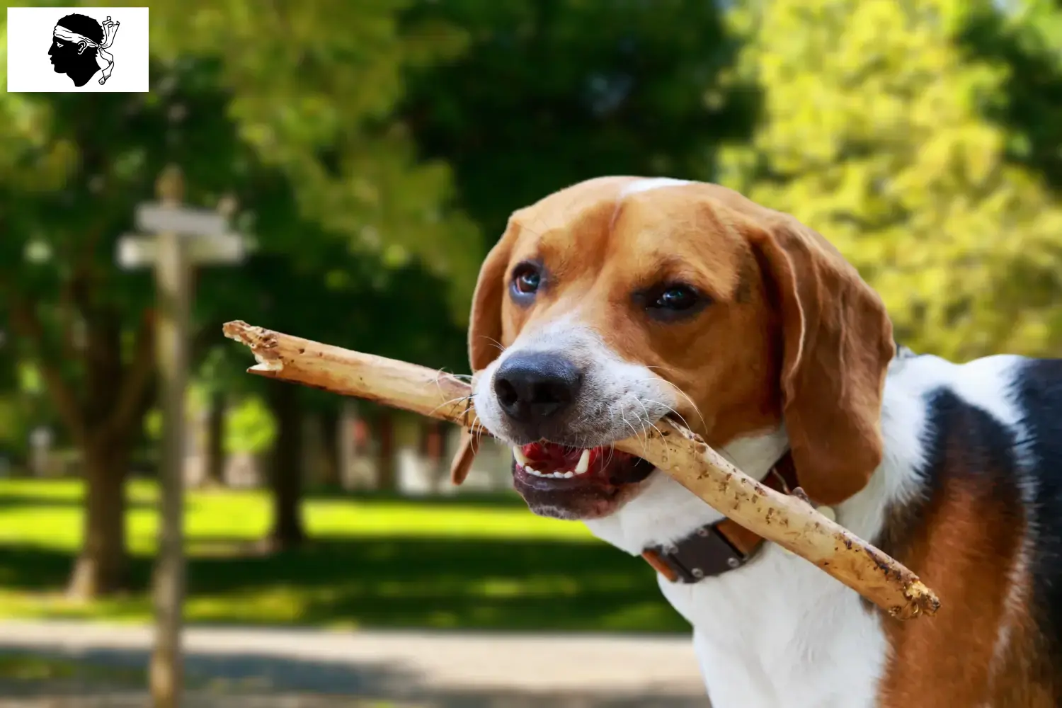 American Foxhound puppies and breeders Corsica Find here American Foxhounds breeders in Corsica.