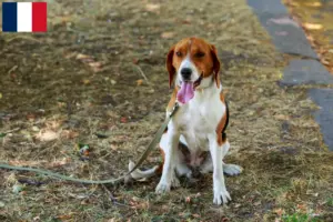 Read more about the article American Foxhound breeders and puppies in France
