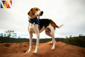 Read more about the article American Foxhound breeders and puppies in Grand Est