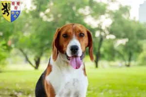 Read more about the article American Foxhound breeders and puppies in Hauts-de-France