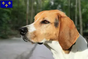 Read more about the article American Foxhound breeders and puppies in Île-de-France