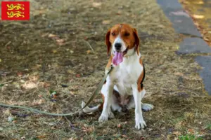 Read more about the article American Foxhound breeders and puppies in Normandy