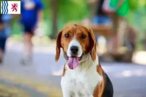 Read more about the article American Foxhound breeders and puppies in Nouvelle-Aquitaine