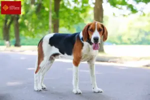 Read more about the article American Foxhound breeders and puppies in Occitania
