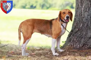 Read more about the article American Foxhound breeders and puppies in Pays de la Loire