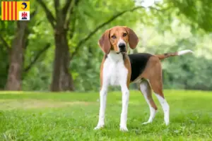 Read more about the article American Foxhound breeders and puppies in Provence-Alpes-Côte d’Azur