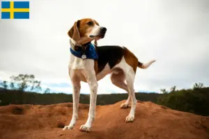 Read more about the article American Foxhound breeders and puppies in Sweden