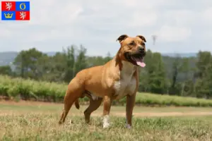 Read more about the article American Staffordshire Terrier breeders and puppies in Hradec Králové