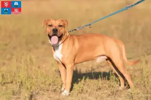 Read more about the article American Staffordshire Terrier breeders and puppies in Karlsbad
