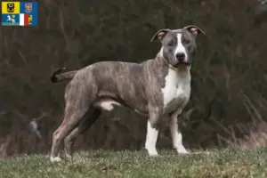 Read more about the article American Staffordshire Terrier breeders and puppies in Moravia-Silesia