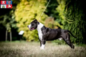 Read more about the article American Staffordshire Terrier breeders and puppies in Pardubice