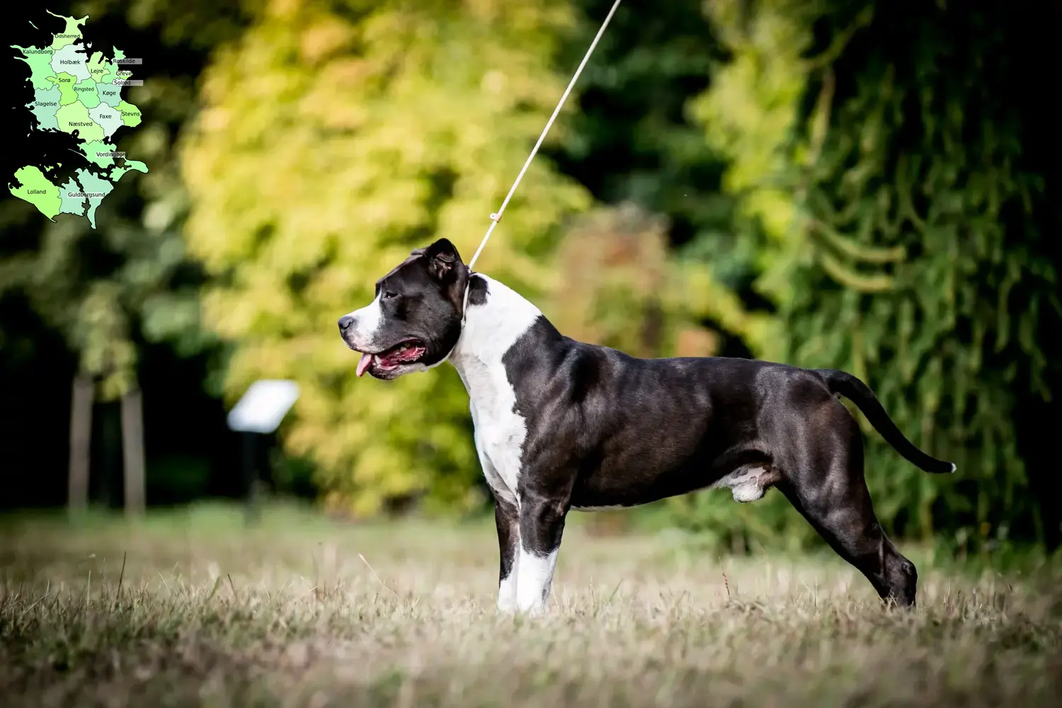 American Staffordshire Terrier puppies and breeders Sjælland Find American Staffordshire Terrier breeders in Sjælland.