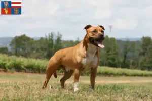 Read more about the article American Staffordshire Terrier breeders and puppies in South Moravia