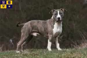 Read more about the article American Staffordshire Terrier breeders and puppies in Zlín
