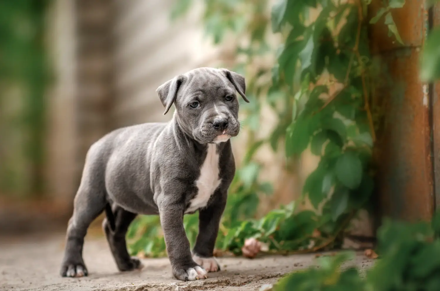 Buying an American Staffordshire Terrier puppy means taking responsibility! Buy American Staffordshire Terrier puppies.