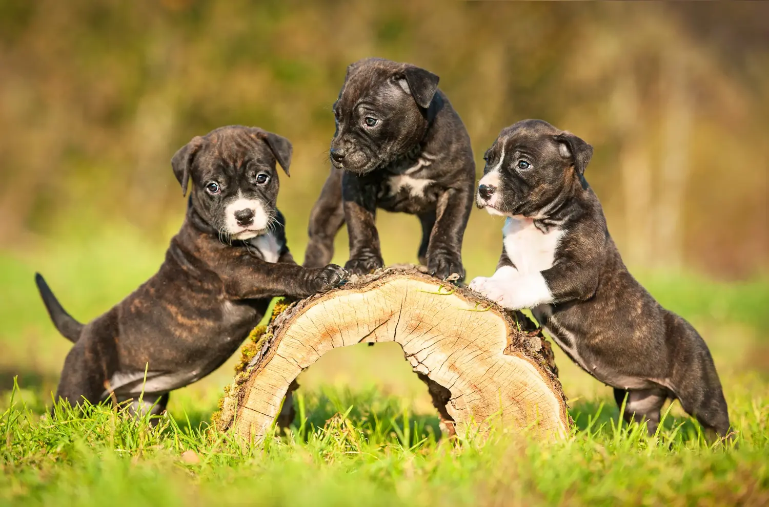 Buying an American Staffordshire Terrier puppy means taking responsibility! Buy American Staffordshire Terrier puppies.