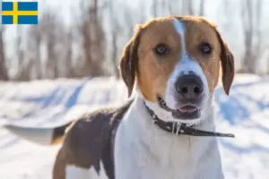 Read more about the article Anglo-Russkaja Gontjaja breeders and puppies in Sweden
