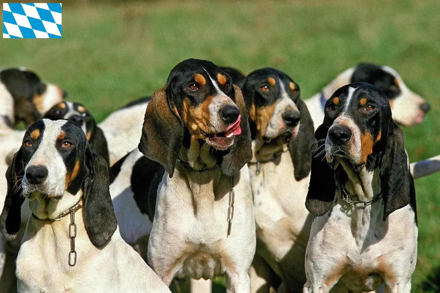 Ariégeois puppies and breeders Bavaria Here you can find Ariégeois breeders in Bavaria.
