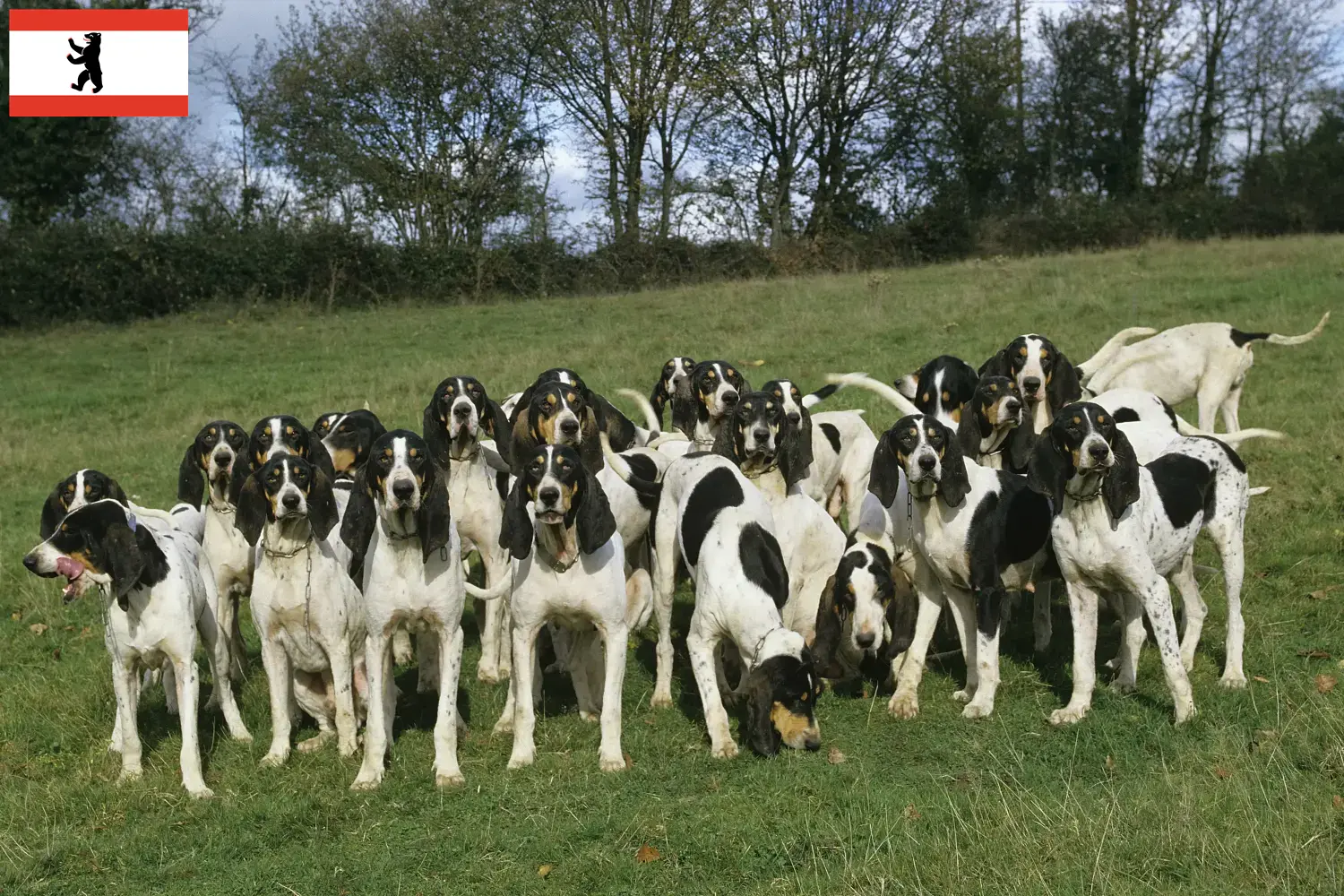 Ariégeois puppies and breeders Berlin Here you can find Ariégeois breeders in Berlin.