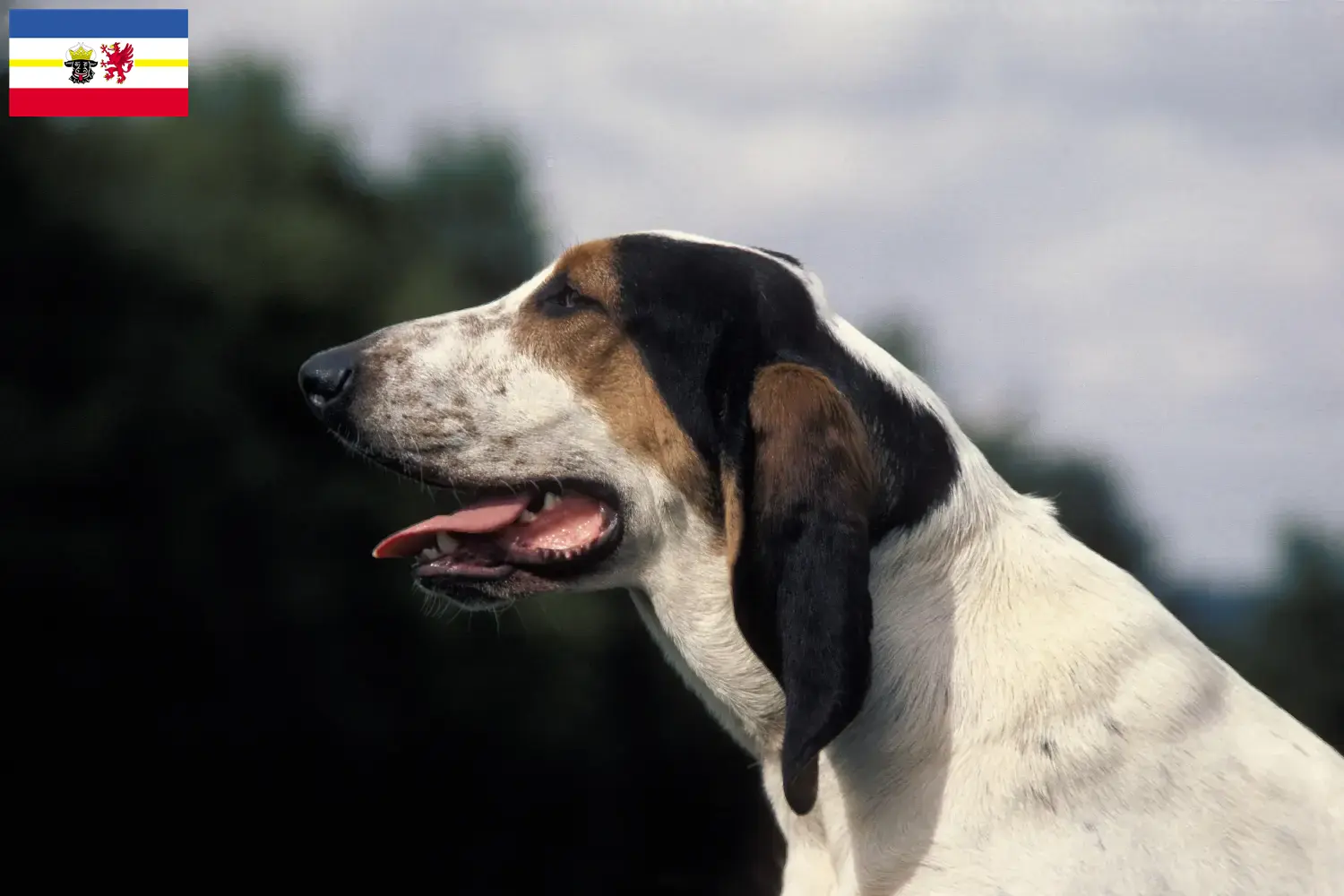 Ariégeois puppies and breeders Mecklenburg-Vorpommern Here you can find Ariégeois breeders in Mecklenburg-Vorpommern.