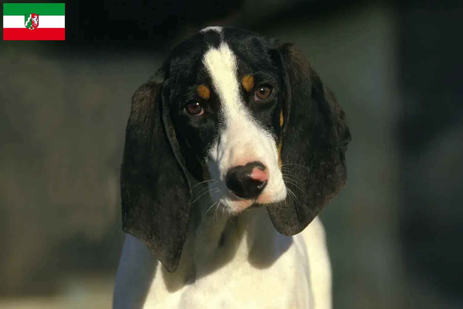 Ariégeois puppies and breeders North Rhine-Westphalia Here you can find Ariégeois breeders in North Rhine-Westphalia.