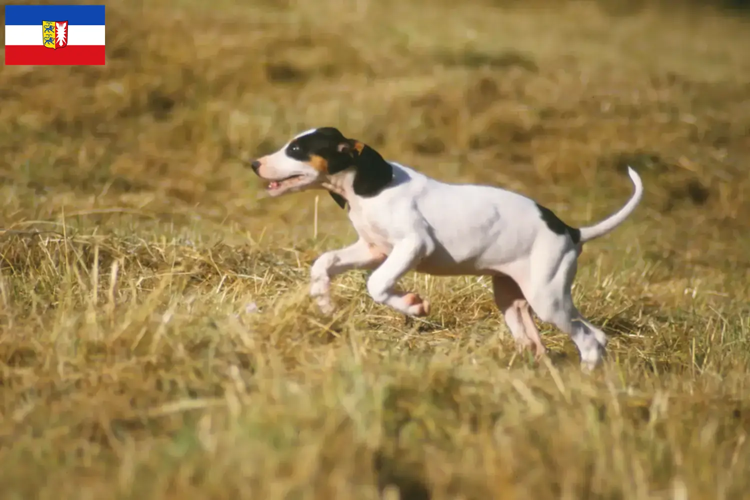 Ariégeois puppies and breeders Schleswig-Holstein Here you can find Ariégeois breeders in Schleswig-Holstein.