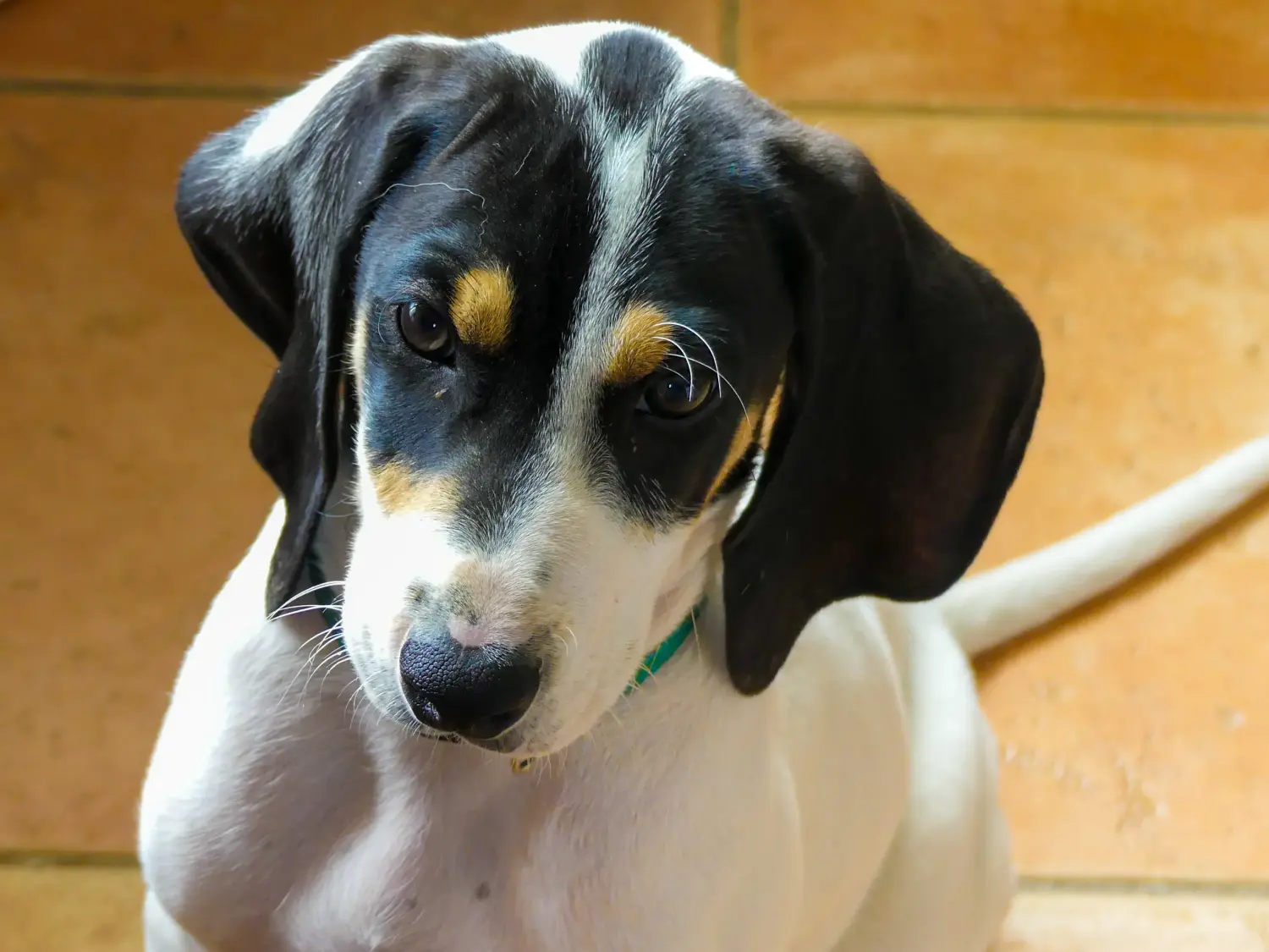 Buying an Ariégeois puppy means taking responsibility! Buy Ariégeois puppies.