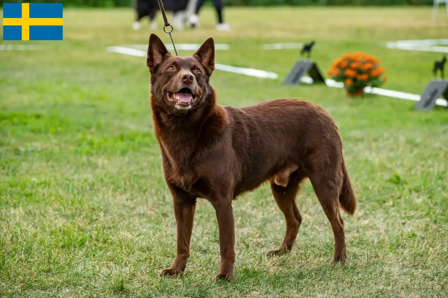 Australian Kelpie puppies and breeders Sweden Find Australian Kelpies breeders in Sweden here.