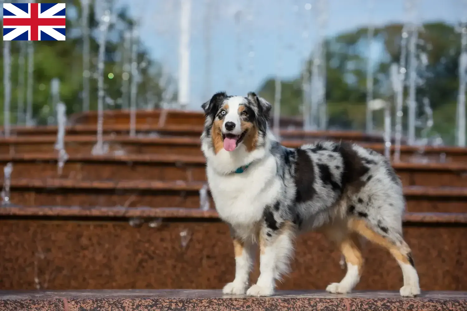 Australian Shepherd puppies and breeders Great Britain Here you can find Australian Shepherd breeders in Great Britain.
