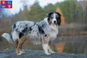 Read more about the article Australian Shepherd breeders and puppies in Hradec Králové