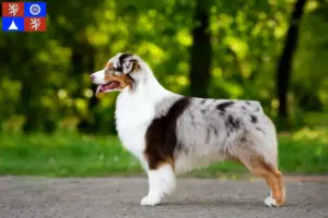 Read more about the article Australian Shepherd breeders and puppies in Liberec