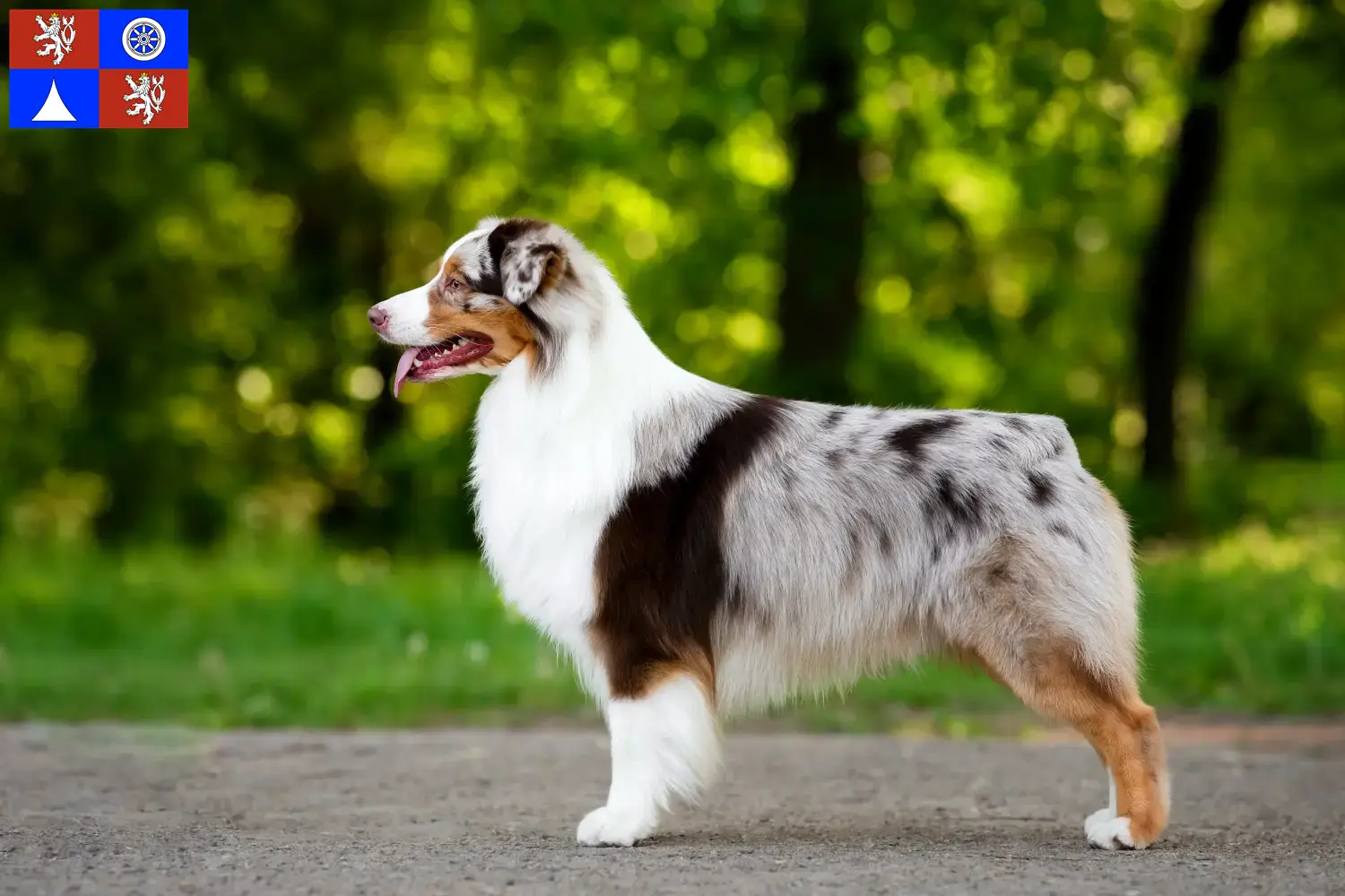 Australian Shepherd puppies and breeders Liberec Find Australian Shepherds breeders in Liberec here.