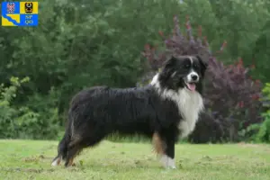 Read more about the article Australian Shepherd breeders and puppies in Olomouc