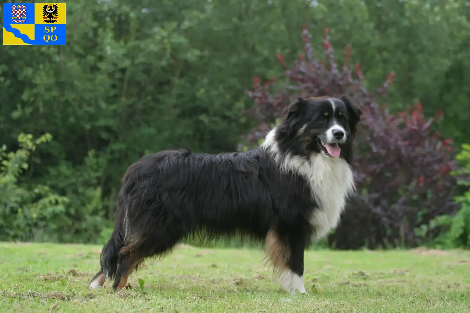 Read more about the article Australian Shepherd breeders and puppies in Olomouc