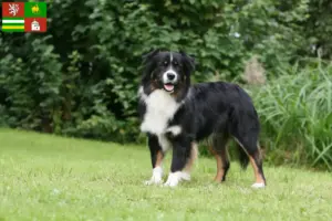 Read more about the article Australian Shepherd breeders and puppies in Pilsen