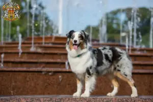 Read more about the article Australian Shepherd breeders and puppies in Prague