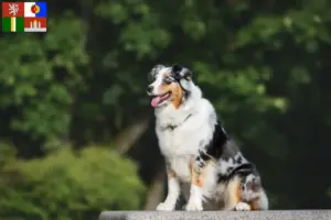 Read more about the article Australian Shepherd breeders and puppies in South Bohemia
