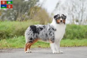 Read more about the article Australian Shepherd breeders and puppies in Ústí
