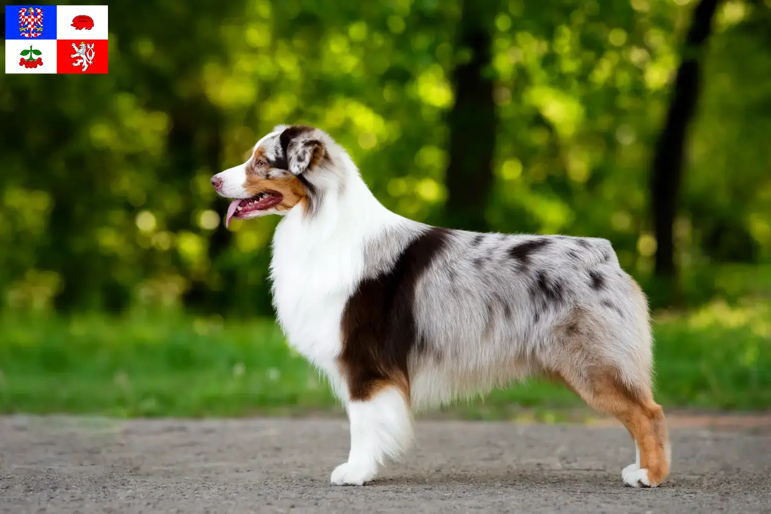 Read more about the article Australian Shepherd breeders and puppies in Vysočina