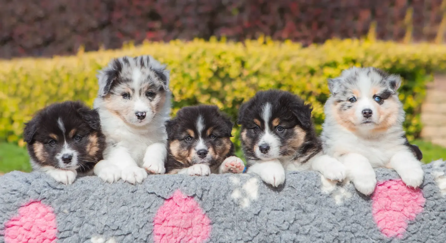 Buying an Australian Shepherd puppy means taking responsibility! Buy Australian Shepherd puppies.
