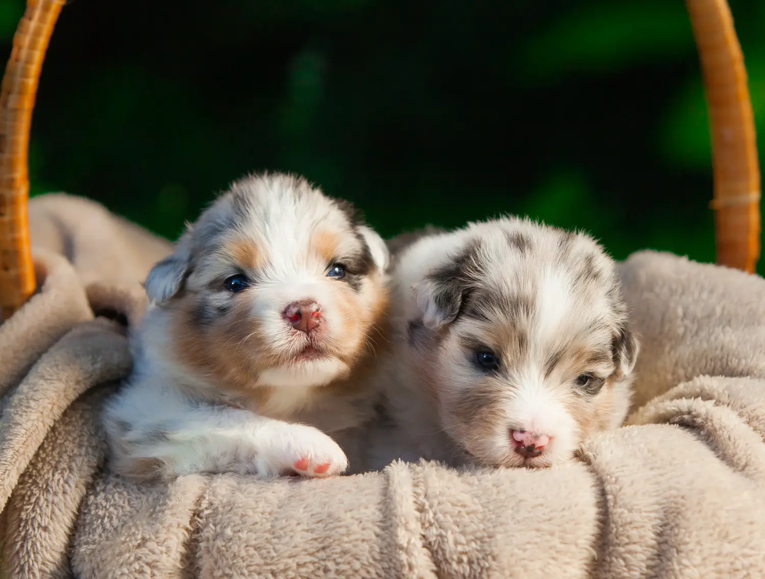 Buying an Australian Shepherd puppy means taking responsibility! Buy Australian Shepherd puppies.