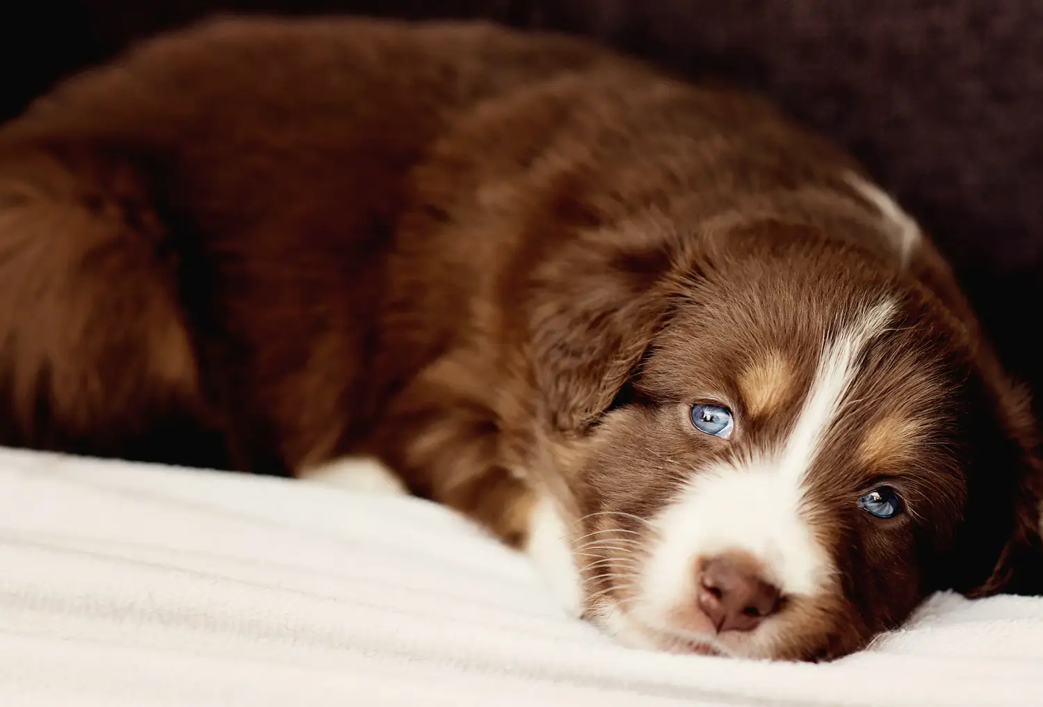 Buying an Australian Shepherd puppy means taking responsibility! Buy Australian Shepherd puppies.