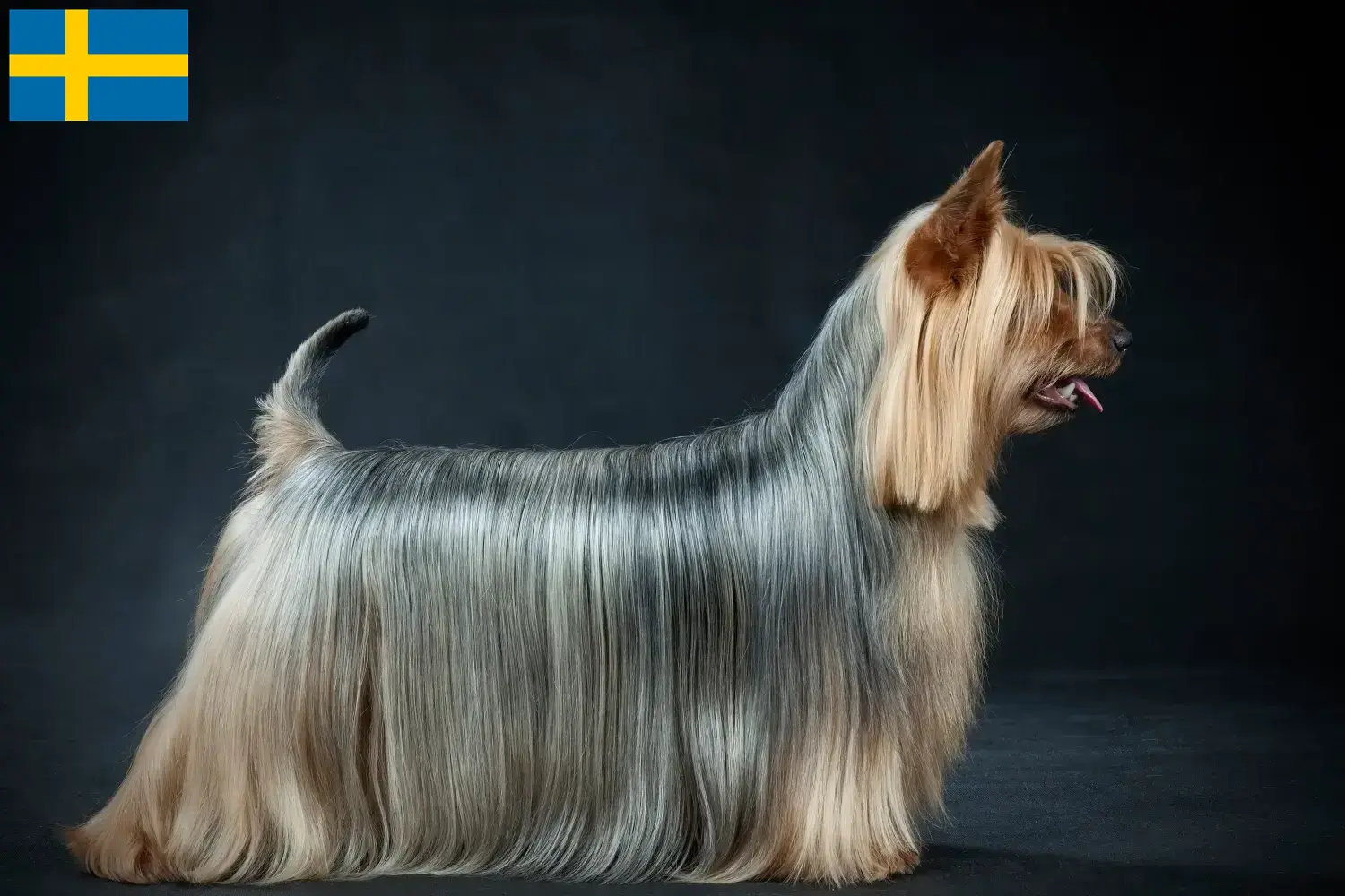 Australian Silky Terrier puppies and breeders Sweden Find Australian Silky Terrier breeders in Sweden here.