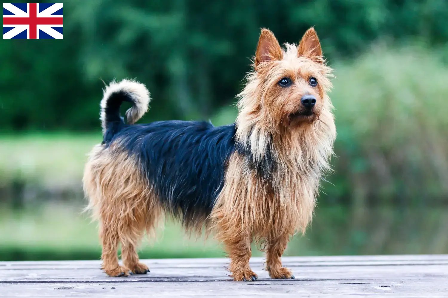 Australian Terrier puppies and breeders Great Britain Here you can find Australian Terrier breeders in Great Britain.