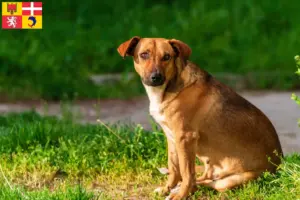 Read more about the article Austrian Pinscher breeder and puppies in Auvergne-Rhône-Alpes