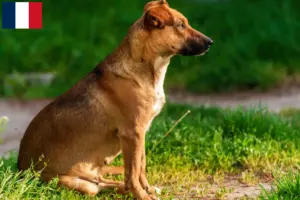 Read more about the article Austrian Pinscher breeder and puppies in France