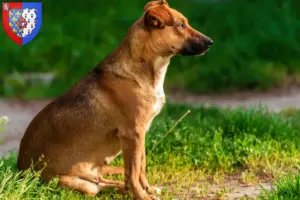 Read more about the article Austrian Pinscher breeder and puppies in Pays de la Loire