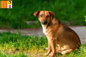 Read more about the article Austrian Pinscher breeder and puppies in Provence-Alpes-Côte d’Azur