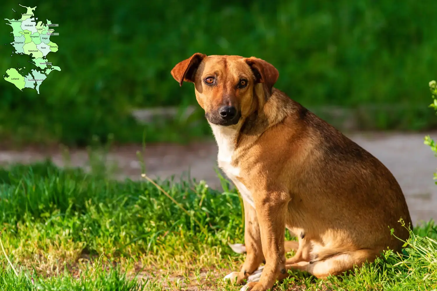 Read more about the article Austrian Pinscher breeder and puppies in Sjælland